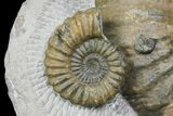 Fossil (Androgynoceras) Ammonite with Bite Mark - England #171246-3
